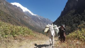 Porter and Horse carrying goods during Langtang Trek